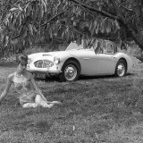 Austin Healey 3000 Low